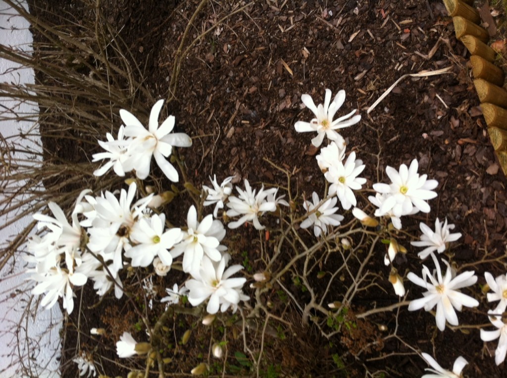 Blommor i våran trädgård